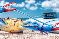 Blue Crab