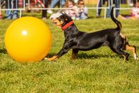 Treibball—This Sport Isn’t Just for Herding Breeds