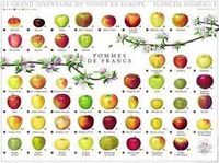 sweetest apple chart - Google Search