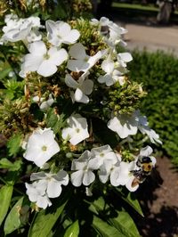 PLANT PROFILE: Phlox paniculata 'Peacock White'