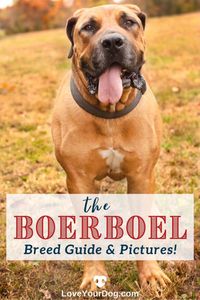 Want to know more about the breed Boerboel dog breed before making your final decision? Find out everything you need to know about the South African Mastiff from temperament, grooming needs, and health concerns.