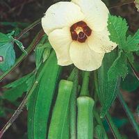 Okra Seeds, Emerald – Ferry-Morse Home Gardening | Since 1856