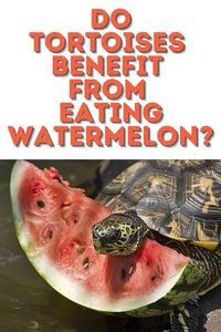 Turtle Feeding Tips: Can your turtle or tortoise eat watermelon? Find out here! We've got a comprehensive turtle feeding chart and schedule that makes feeding times easy and ensures your pet gets the right nutrients.