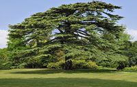 The gardener writes about one of his regrets with regard to his favourite type of tree.