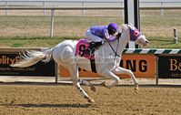 gelding | USA | 2016 | by Honorable Dillon out of Princesspatseattle #thoroughbred #gelding #dominantwhite #colouredthoroughbred #whitethoroughbred