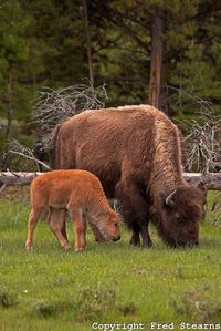 Intolerance is the greatest threat to bison. Though bison are no longer threatened with extinction, there are very few places where bison are allowed to live. Almost all of their historic stomping grounds are off limits, due primarily to opposition from livestock interests. Yellowstone is home to the largest free-roaming bison herd in the U.S. But even here bison are kept to fewer than about 3,500. When the herd grows above this level, the “surplus” bison are often shipped to slaughter.