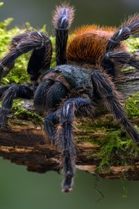 Green bottle blue tarantula on branch #Green Bottle Blue Tarantula #Greenbottle tarantula