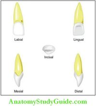 The Permanent Maxillary Incisors There are eight incisors in the permanent dentition; four each in the maxilla and the mandible. The incisors on either side of the midline are called the central incisors. These are the only teeth in the dental arch with the mesial surfaces in contact with each other. The teeth that are […]