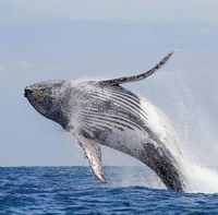 Humpback whale