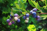 Vaccinium angustifolium (Lowbush Blueberry)