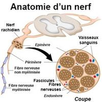 Nerfs crâniens : définition - docteurclic.com