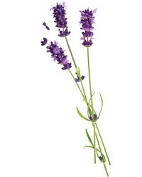 Pure English Lavender Flower Essential Oil