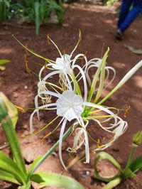 "This delicate white flower, the Beach Spider Lily (Hymenocallis speciosa), is a captivating symbol of purity and innocence."  #beachspiderlily #hymenocallisspeciosa, #flowerphotography, #naturephotography, #whiteflowers, #beautifulflowers, #flowersofinstagram, #flowers #instanature