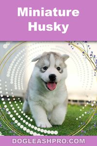 Miniature Husky: Complete Guide