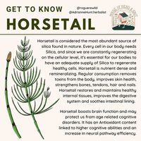 Adrianne @ Hens and Grit on Instagram: "Horsetail is a Plant I’m just getting to know. It grows wild along the rivers and forest paths where we roam. I see it near rushing rivers and along the roadside leading us along the edge of the Old Growth Redwood Forest. I even see it in domesticated spaces, popping out from under park benches and under swing sets where my children play. It grows alongside blackberry brambles, chickweed, cleavers, dandelions and violets. - I reached out to my friend, Ch