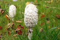 Foraging Shaggy Mane Mushrooms