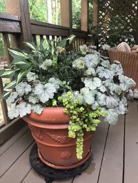 Striptease Hosta, Stainless Steel Heuchera, Astilbe and Creeping Jenny.