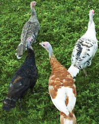 Martha's turkeys include two Royal Palms, two Bourbon Reds, and two Black Spanish.