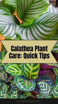 Learn helpful Calathea plant care tips to maintain its stunning, patterned leaves. Click to explore and know a few tips keep your Calathea thriving!