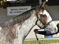 gelding | USA | 2008 | by Allamystique out of Downtown Savannah #thoroughbred #gelding #dominantwhite #colouredthoroughbred