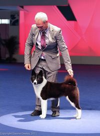 Karelian bear dog - Alliances Create Winners at the 2012 World Dog Show | Best In Show Daily | 2013