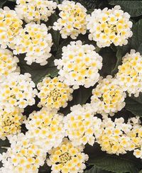 Lantana - Lucky White, Ball Horticultural Co.