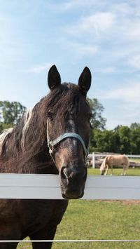 Combine Flex Fence rail sizes to best suit your #horses. We welcome you to give us a call to see what will work best for your property.