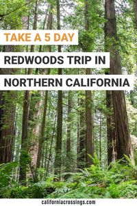 Head from San Francisco to the Redwoods with this detailed road trip guide. Get from San Francisco Redwoods National Park in 5 days and 13 amazing stops. Itinerary for a Redwoods road trip Northern California | Redwoods vacation Northern California | Coast Redwoods in Northern California | San Francisco to the redwoods