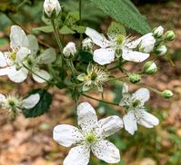 Rubus argutus