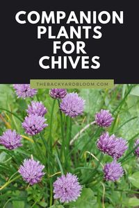 Chives provide many benefits when planted in your garden. They are some of the first blooms in early spring to help bring pollinators to your garden. Many other garden crops can benefit from chives when using companion planting. You can use chives to help keep away harmful insects from delicate crops. Find out what are good companion plants for Chives and what are not good crops to plant near chives in your home garden.