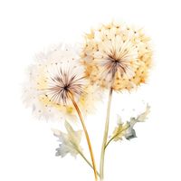 Dandelion Clipart 10 JPG Watercolor Botanical Dandelion, Printable Watercolor Flower, High Quality JPG, Digital Download, Paper Craft - Etsy