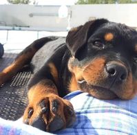 If you love rottweiler then follow us and stay with us