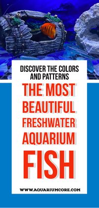 This pin could feature a collection of the most stunning freshwater fish species, highlighting their unique colors and patterns. #aquariumfish #freshwaterfish #colorfulfish #aquarium #tropicalfish #fishkeeping #aquariumlife #fishlove