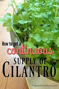 Growing Cilantro: The Cut & Come Again Method | PreparednessMama