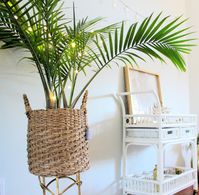 How to Care for an Indoor Majesty Palm coastal decor, coastal living, indoor plants