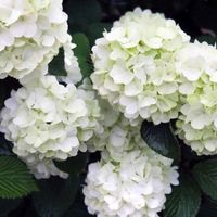 Opening Day™ Doublefile Viburnum blooms