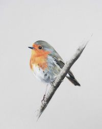 Robin - Limited edition giclee print from original pastel drawing by Imogen Man.