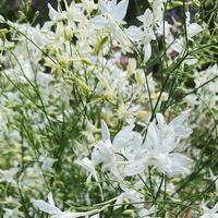 Eleanor Lonardo on Instagram: "First cuts from Larkspur ‘White Cloud’ back in May. We know you all love her too much. The perfect airy sweetheart, the darling je nais se quois for bouquets and arrangements, incredible vase life and a really gorgeous garden bed planting. Maybe we love her a little too much too."