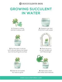 A Simple Guide to Growing Succulents in Water | Tips for Growing Succulents in Water - Succulents Box