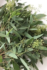 Seeded Eucalyptus Greenery - Flower Explosion