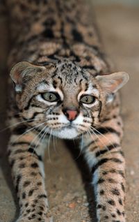 Geoffroy's cat. "A big stretch always feels so good." International Society for Endangered Cats.