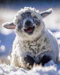 Joyful lamb.  Photographer unknown.