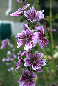 Superb Nature, greenreblooming: Zebra hollyhock (Malva...