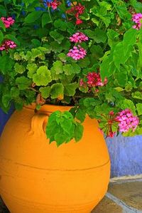 Dodecanese. Greece (with Geranium plantings)