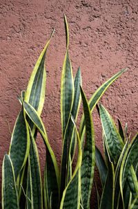 28 Dracaena Trifasciata Photos and Premium High Res Pictures - Getty Images