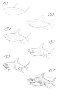 How to draw a great white shark with a pencil step-by-step drawing tutorial: https://youtu.be/ybYE5gs1Y5g