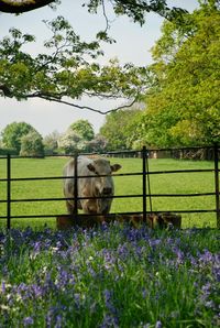 just saying ...: Bluebells in Osterley Park  http://www.justsaying2u.com/2014/05/bluebells-in-osterley-park.html