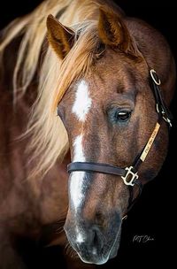 Chestnut with flaxen mane and white blaze.