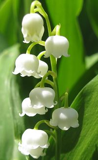 lilly of the valley