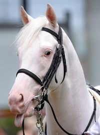 colt | JPN | 2020 | by Gold Ship out of Casta Diva #thoroughbred #colt #dominantwhite #colouredthoroughbred #whitethoroughbred